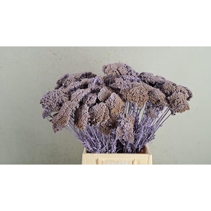 Df Achillea Paint Bs Milka