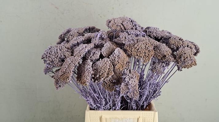 <h4>Df Achillea Paint Bs Milka</h4>