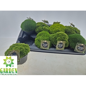 VASTE PLANTEN OV