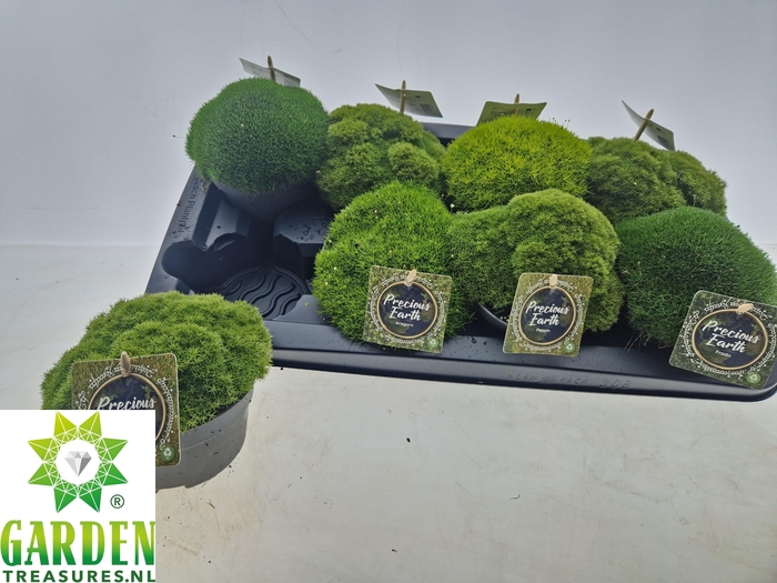 <h4>VASTE PLANTEN OV</h4>