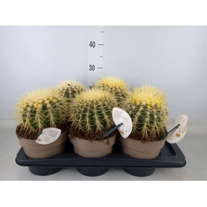 Echinocactus grusonii