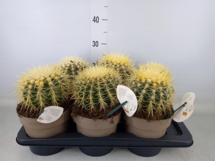 <h4>Echinocactus grusonii</h4>
