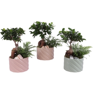 Opm Yearround Arr. Indoor Ceramic Soft Elegance