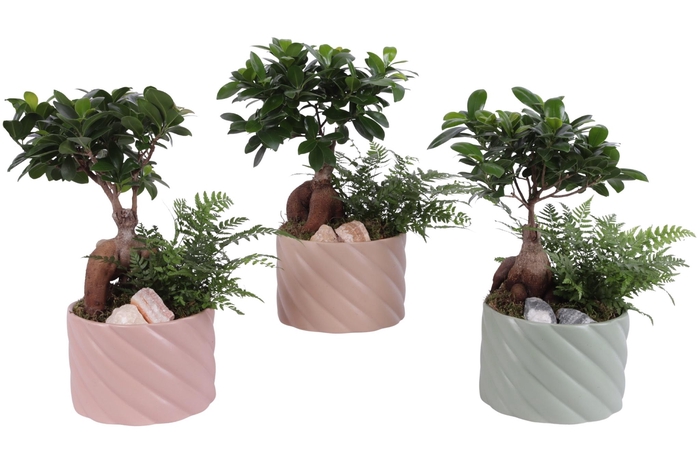 <h4>Opm Yearround Arr. Indoor Ceramic Soft Elegance</h4>