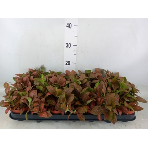 Fittonia  'Josan'