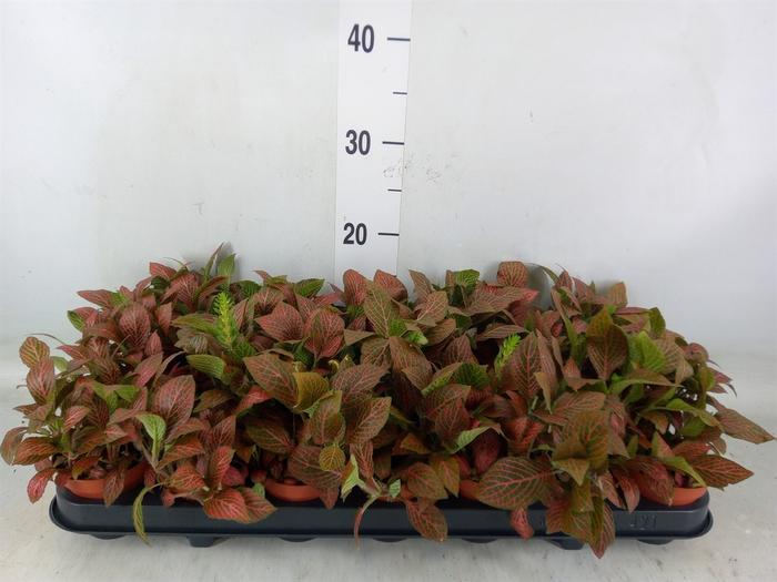 <h4>Fittonia  'Josan'</h4>
