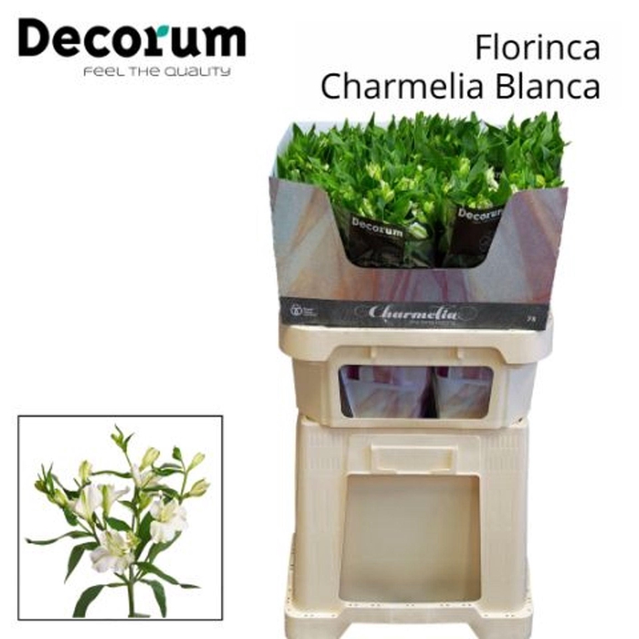 <h4>ALSTROEMERIA FLOR. 'CHARMELIA WHITE'</h4>
