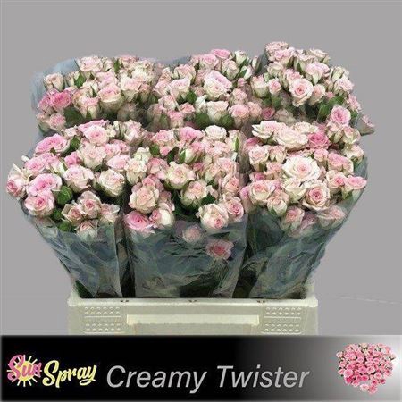 <h4>R Tr Creamy Twister</h4>