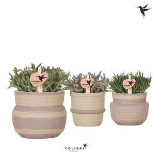 Kolibri Greens Rhipsalis mix in Ethnic pot khaki mix