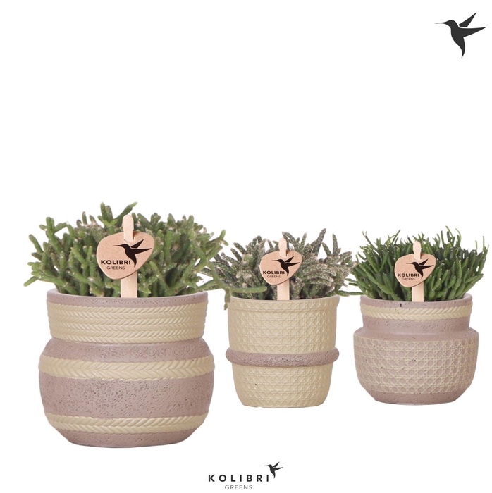 <h4>Kolibri Greens Rhipsalis mix in Ethnic pot khaki mix</h4>