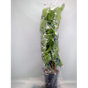 Monstera pertusum