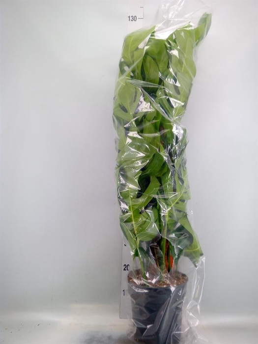 <h4>Monstera pertusum</h4>