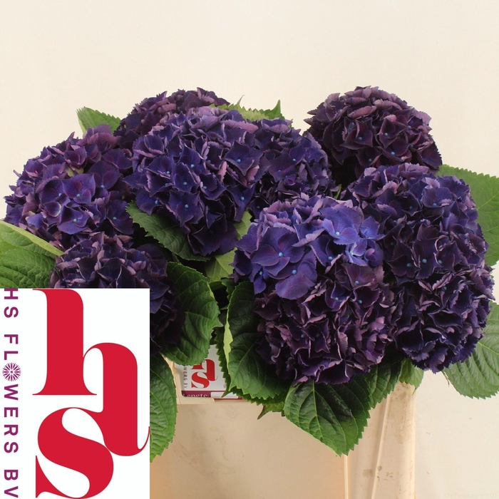 <h4>HYDR M ROYAL KING</h4>