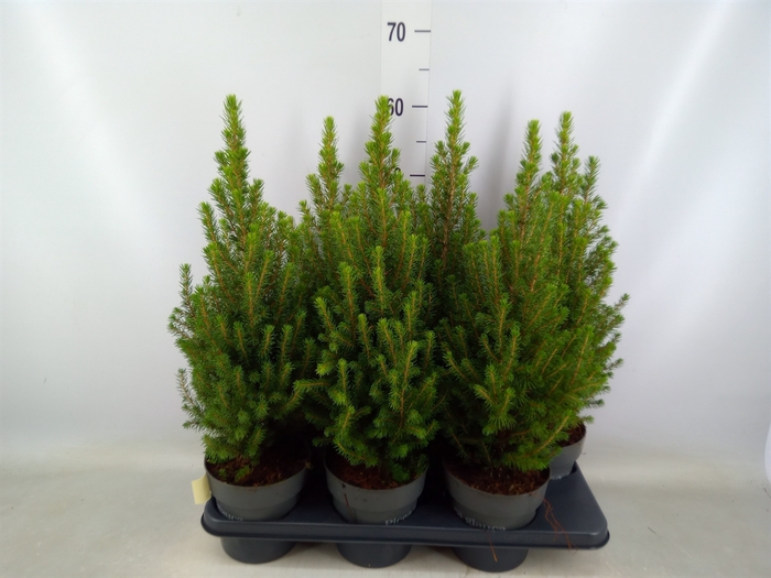 <h4>Picea glauca 'Perfecta'</h4>