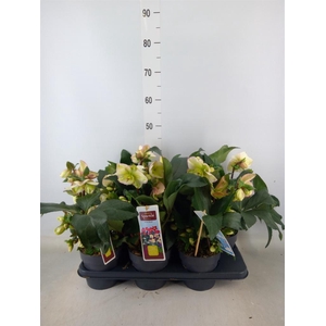 Helleborus   ...