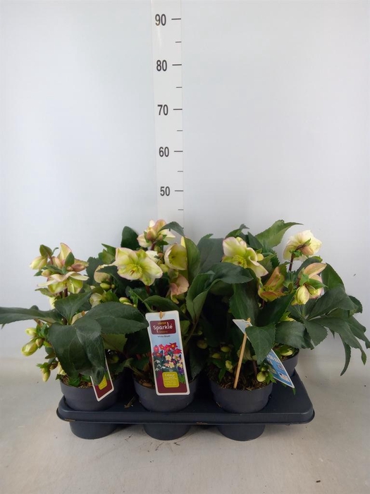 <h4>Helleborus ...</h4>