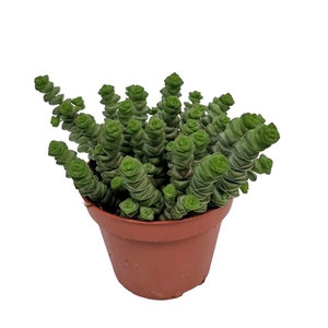 Crassula Marnieriana Hottentot