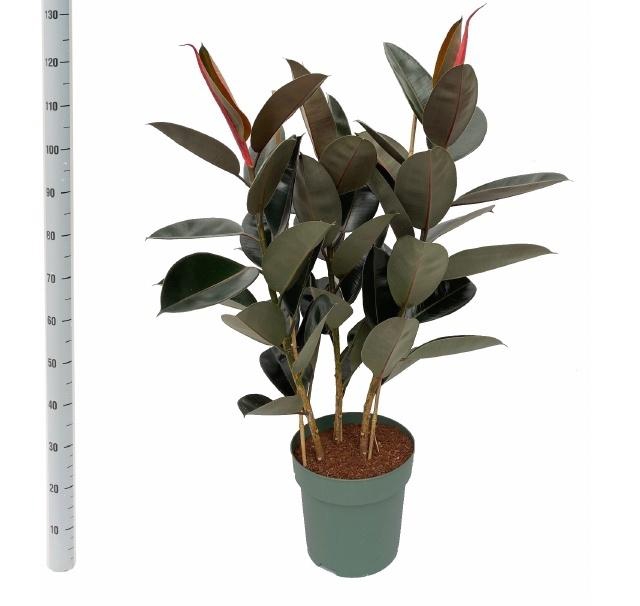 <h4>FIC EL ABIDJAN</h4>