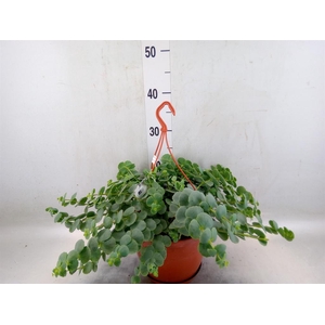 Sedum sieboldii