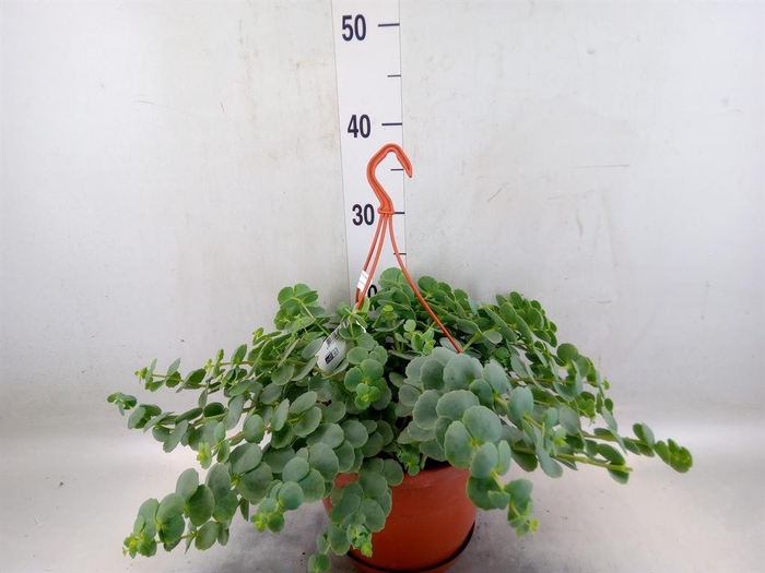 <h4>Sedum sieboldii</h4>