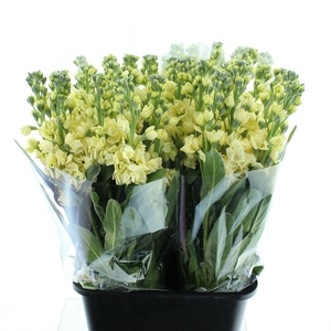 Matth Incana Iron Yellow