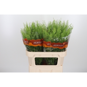 Lepidium Green Bell