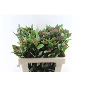Viburnum Tinus Red Spirit
