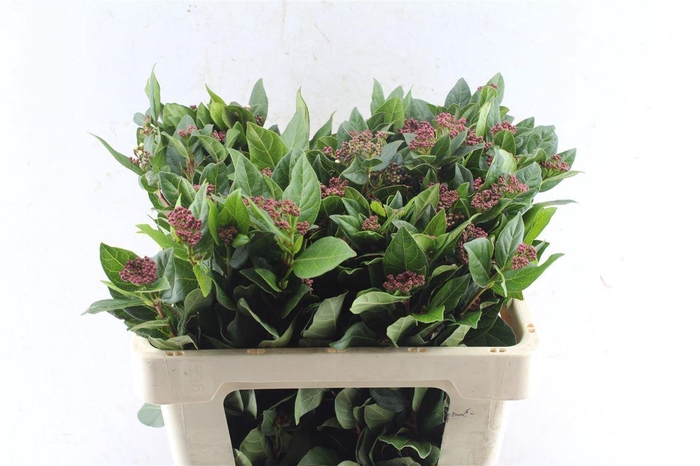 <h4>Viburnum Tinus Red Spirit</h4>