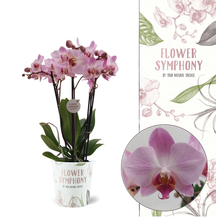 <h4>Flower Symphony | Antwerp | Phalaenopsis 4 spike</h4>