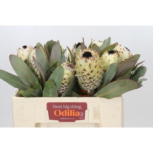 PROTEA M ICE QUEEN