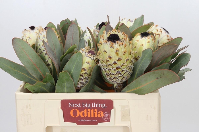 <h4>PROTEA M ICE QUEEN</h4>