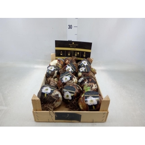 Hippeastrum   ...flowerbulbs