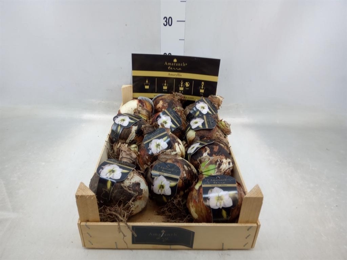 <h4>Hippeastrum   ...flowerbulbs</h4>