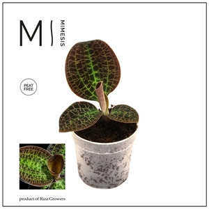 Mimesis Jewel Orchid KARMA Macodes Tiger Eye - 7cm