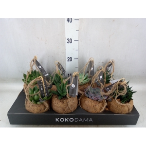 Succulents   ...mix 4