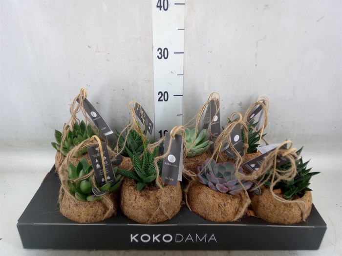 <h4>Succulents   ...mix 4</h4>