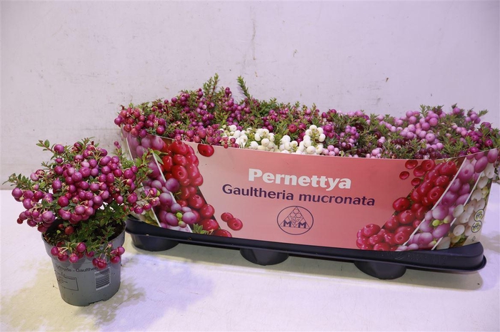 <h4>Gaulth Mucronata</h4>