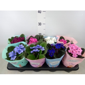 Saintpaulia   ...mix