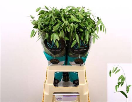 <h4>Siergras Chasmanth Lat Mantis</h4>