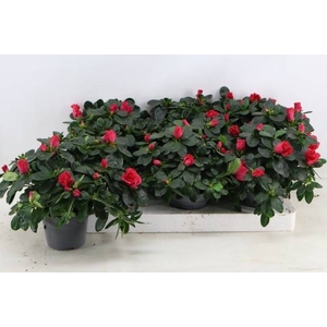 RHODO SI HELLMUT VOG