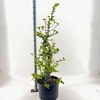 Hydrangea anomala petiolaris