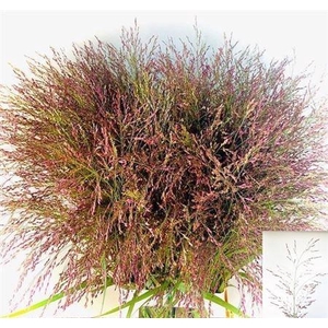 Panic Vi Warrior 90 Cm