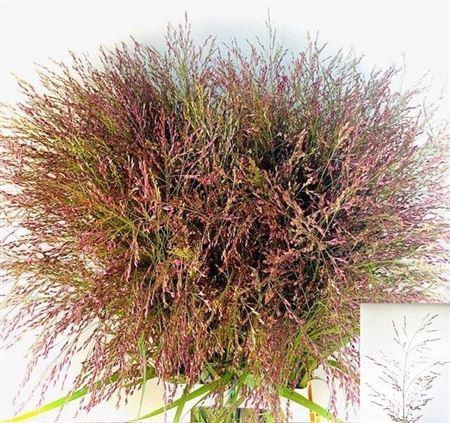 <h4>Panic Vi Warrior 90 Cm</h4>