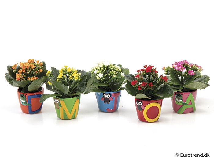 <h4>KALANCHOE BLOSS P6 E 1674 SCHOOL</h4>