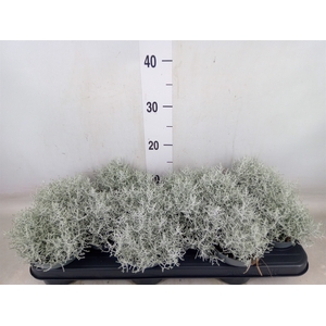 Leucophyta brownii