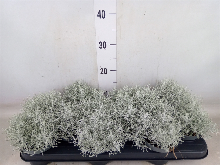 <h4>Leucophyta brownii</h4>