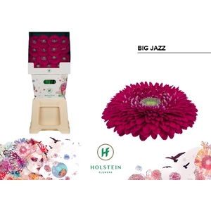 Gerbera Pomponi Big Jazz Diamond