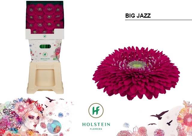 <h4>Gerbera Pomponi Big Jazz Diamond</h4>