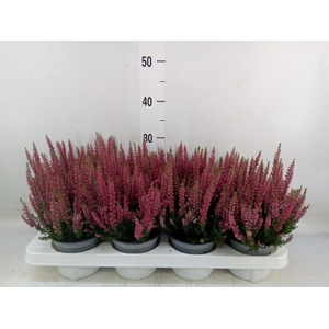 Calluna vulg. 'Beauty L Steffi'