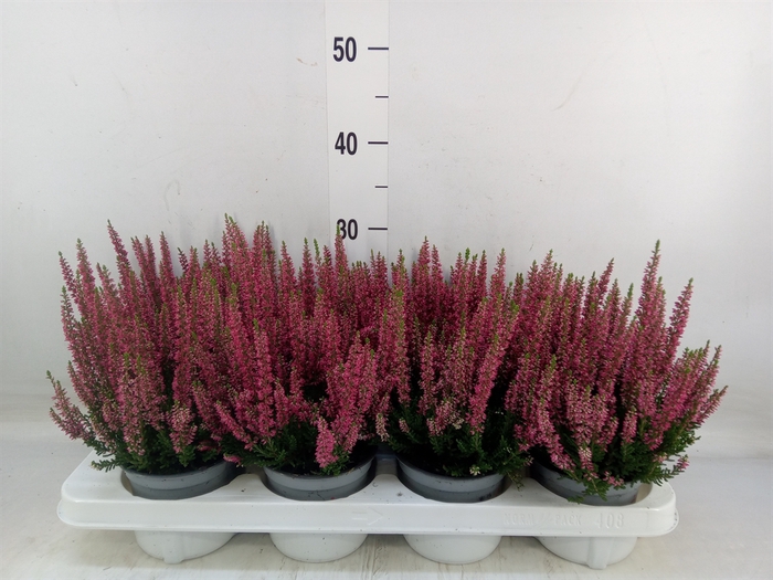 <h4>Calluna vulg. 'Beauty L Steffi'</h4>